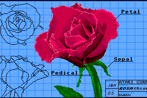 Rosa (rose)