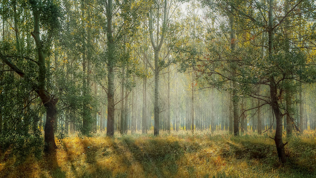 Image - green park season nature outdoor