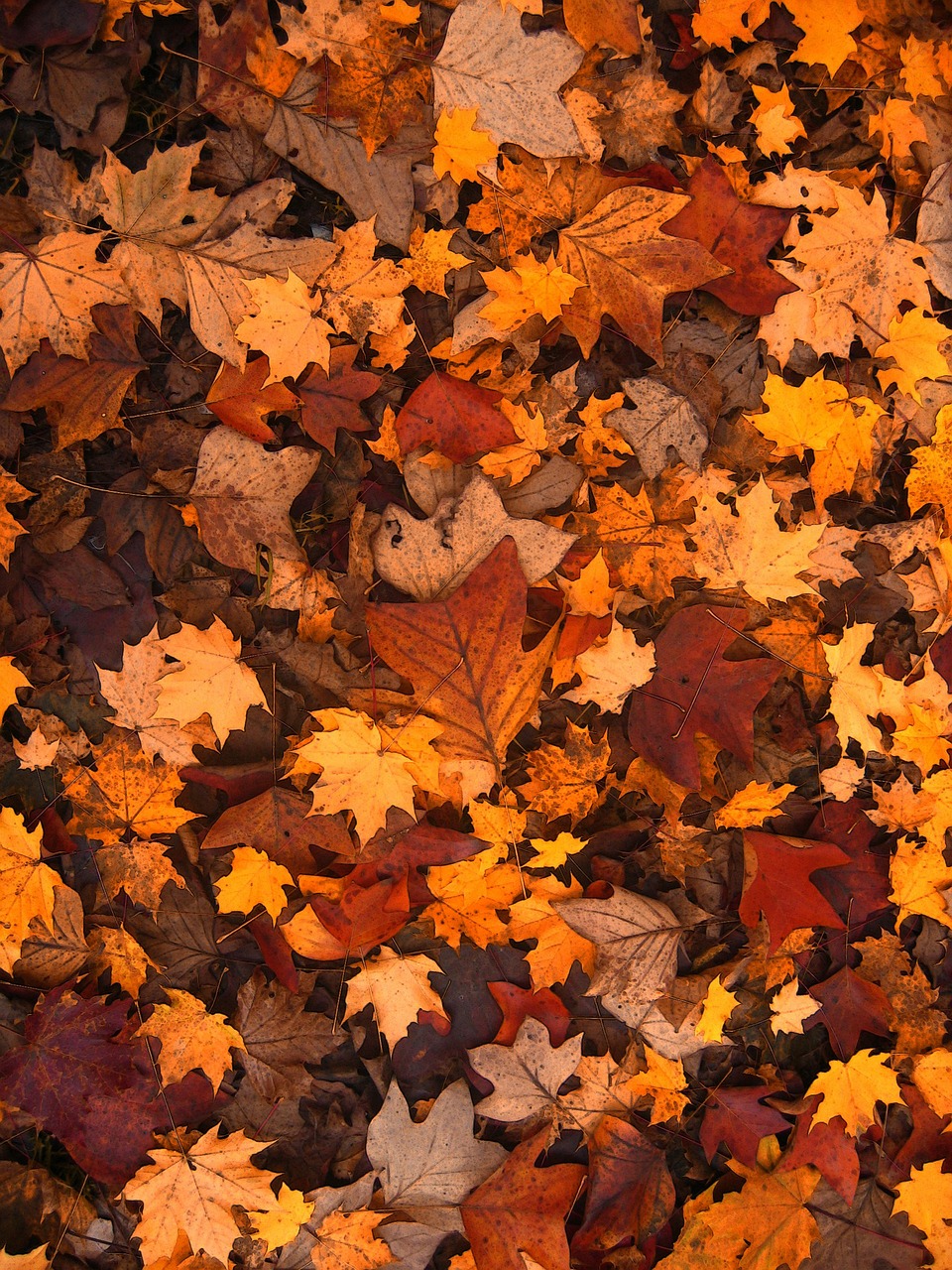 Image - fall foliage autumn leaves october