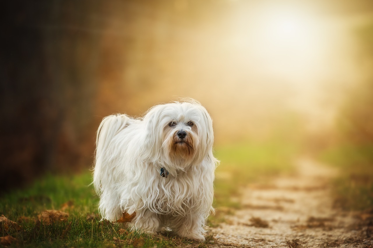 Image - dog flare havanese pet outdoor