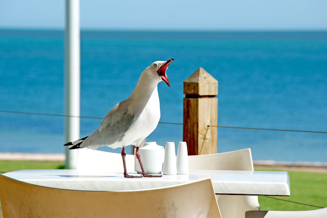 Image - seagull bird beak gull funny face