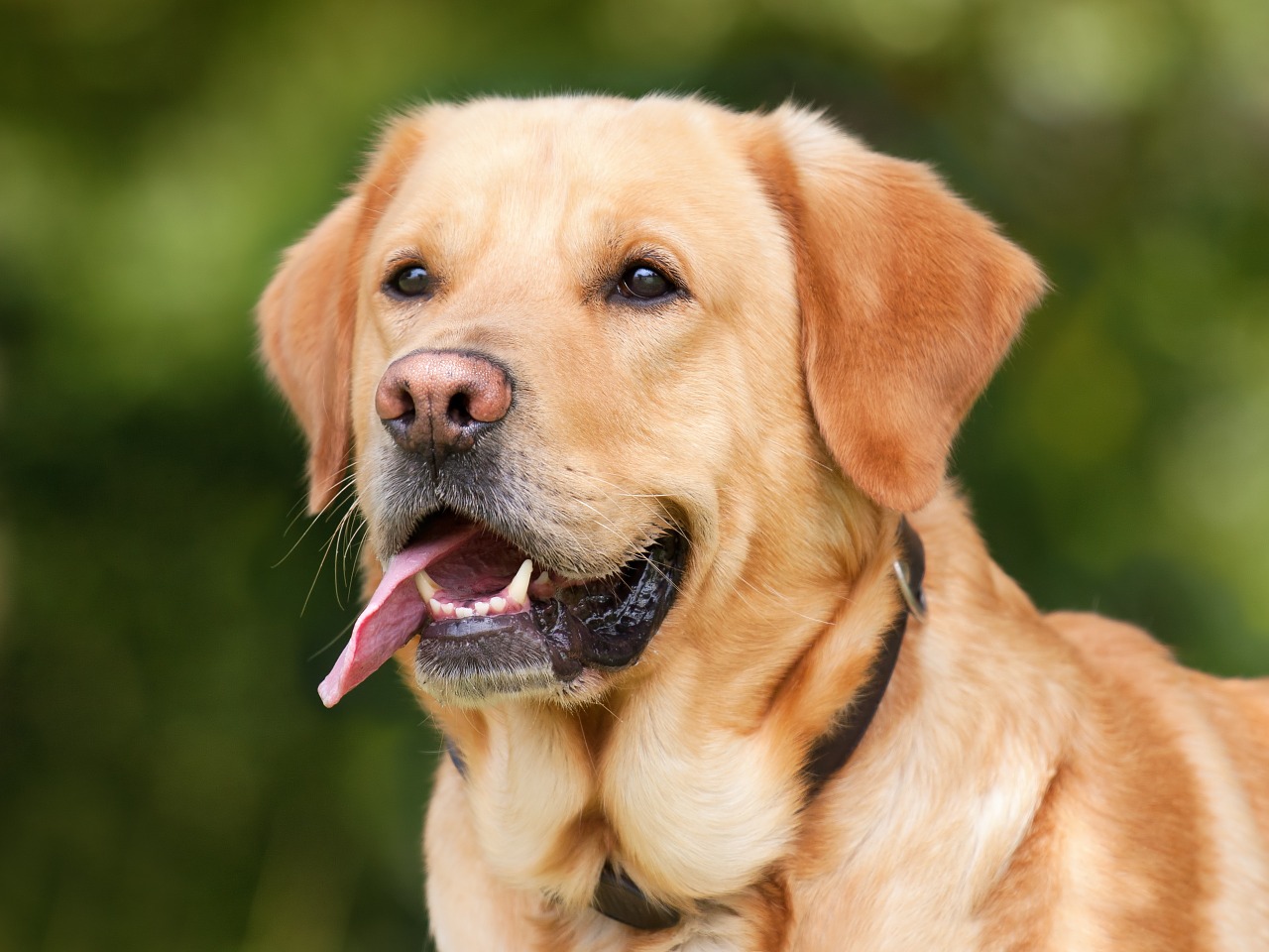 Image - dog labrador light brown pet