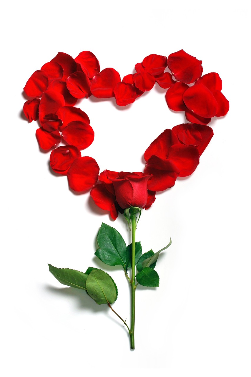 Image - rose petals floral flowers flower