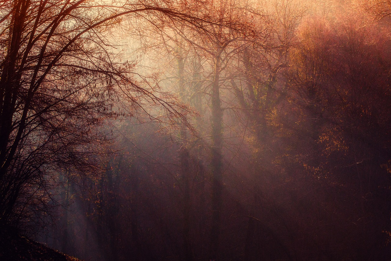 Image - forest atmosphere light undergrowth