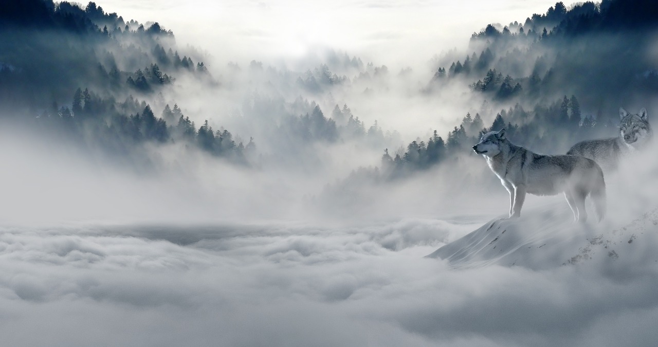 Image - wolf wolves snow wolf landscape