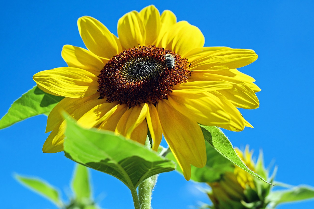 Image - sun flower flower flowers yellow