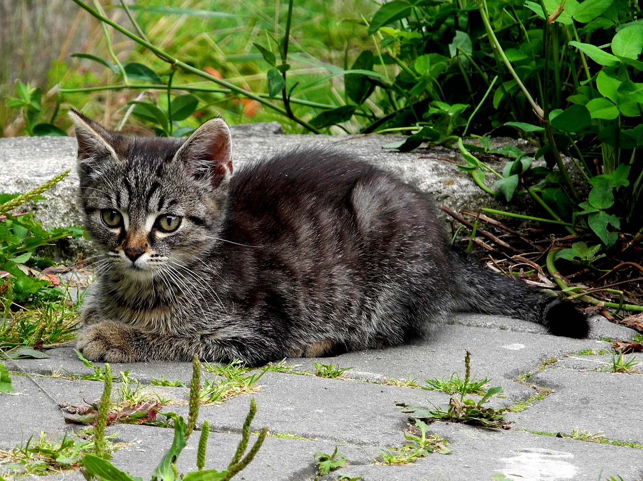 Image - cat kitten domestic cat tomcat