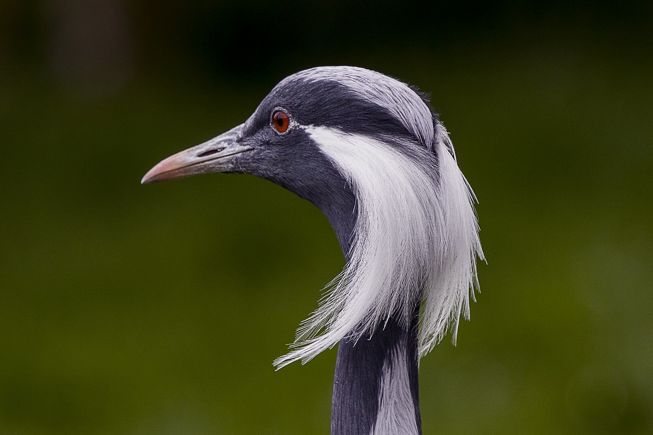 Image - demoiselle crane bird zoo wildlife