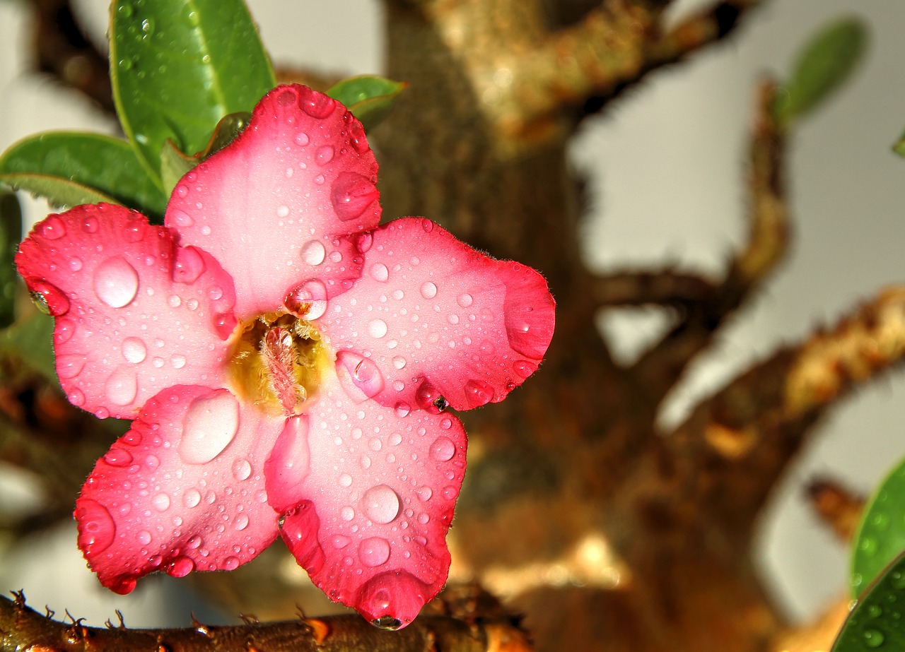 Image - flower pink flowers nature garden