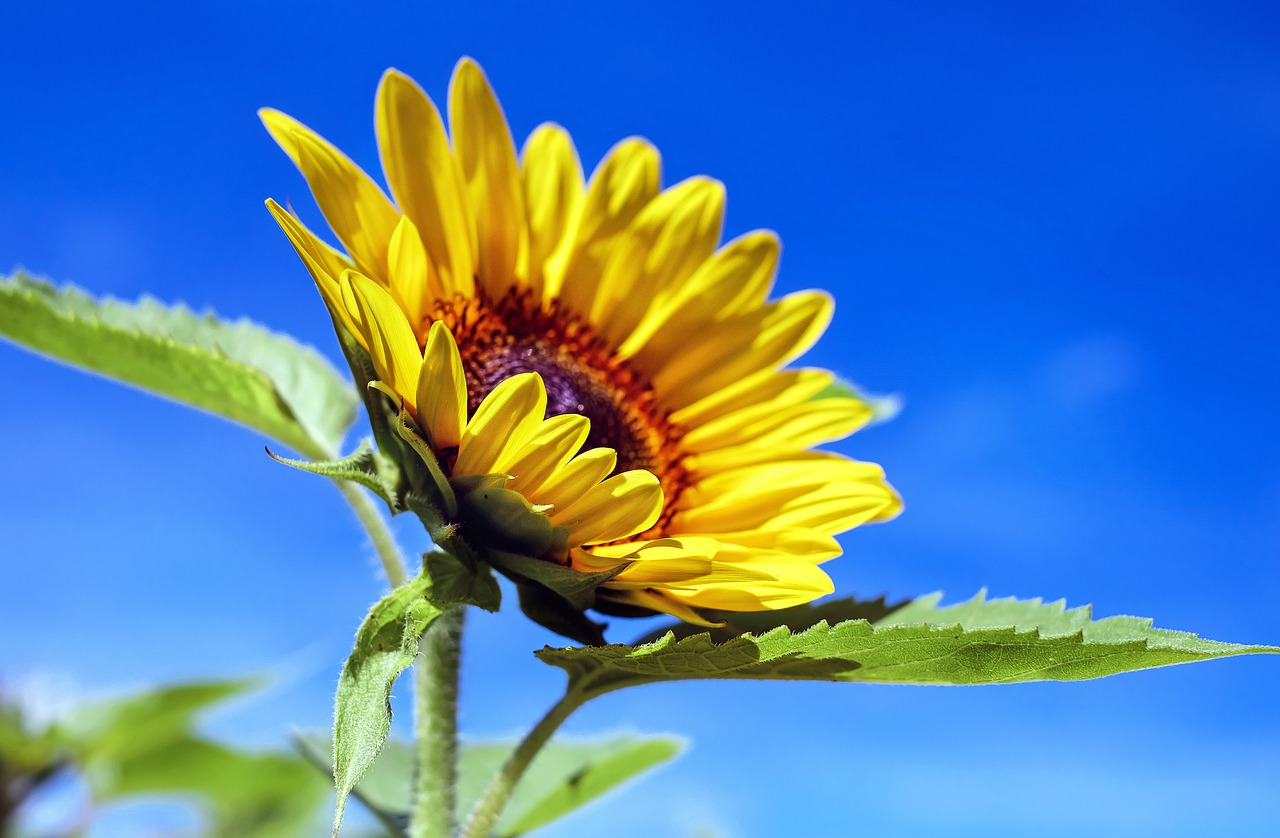 Image - sun flower flower flowers yellow