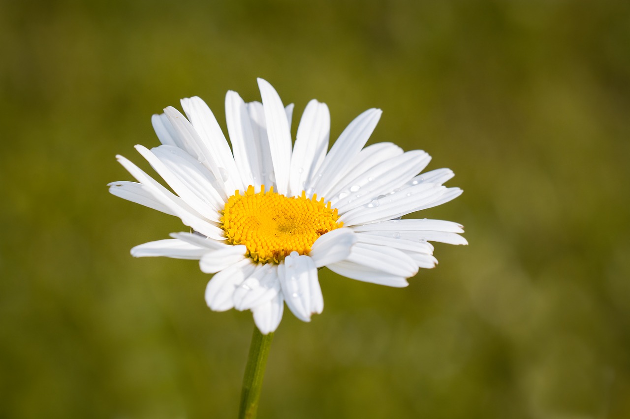 Image - marguerite leucanthemum composites