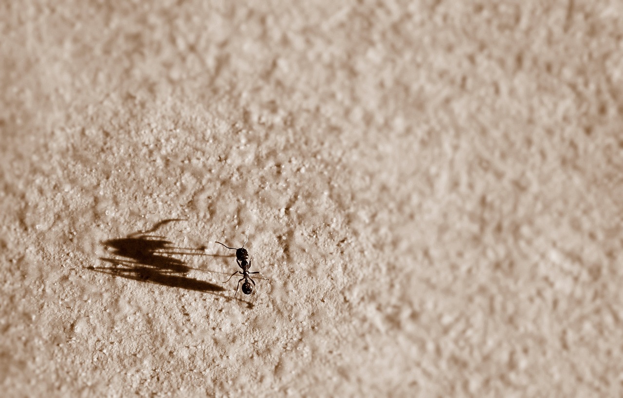 Image - ant shadow big small metaphor