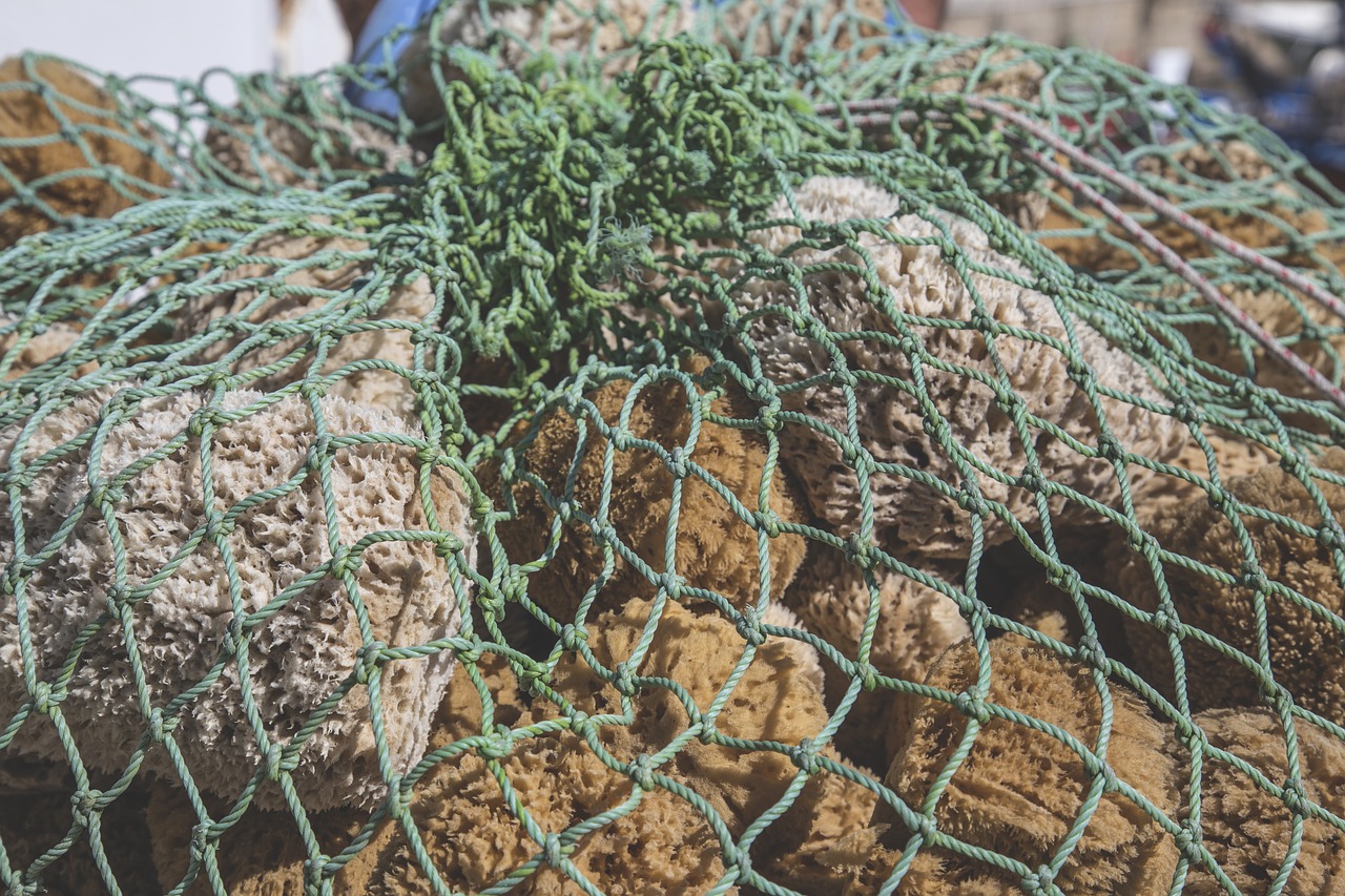 Image - sea sponge sponge sea water ocean