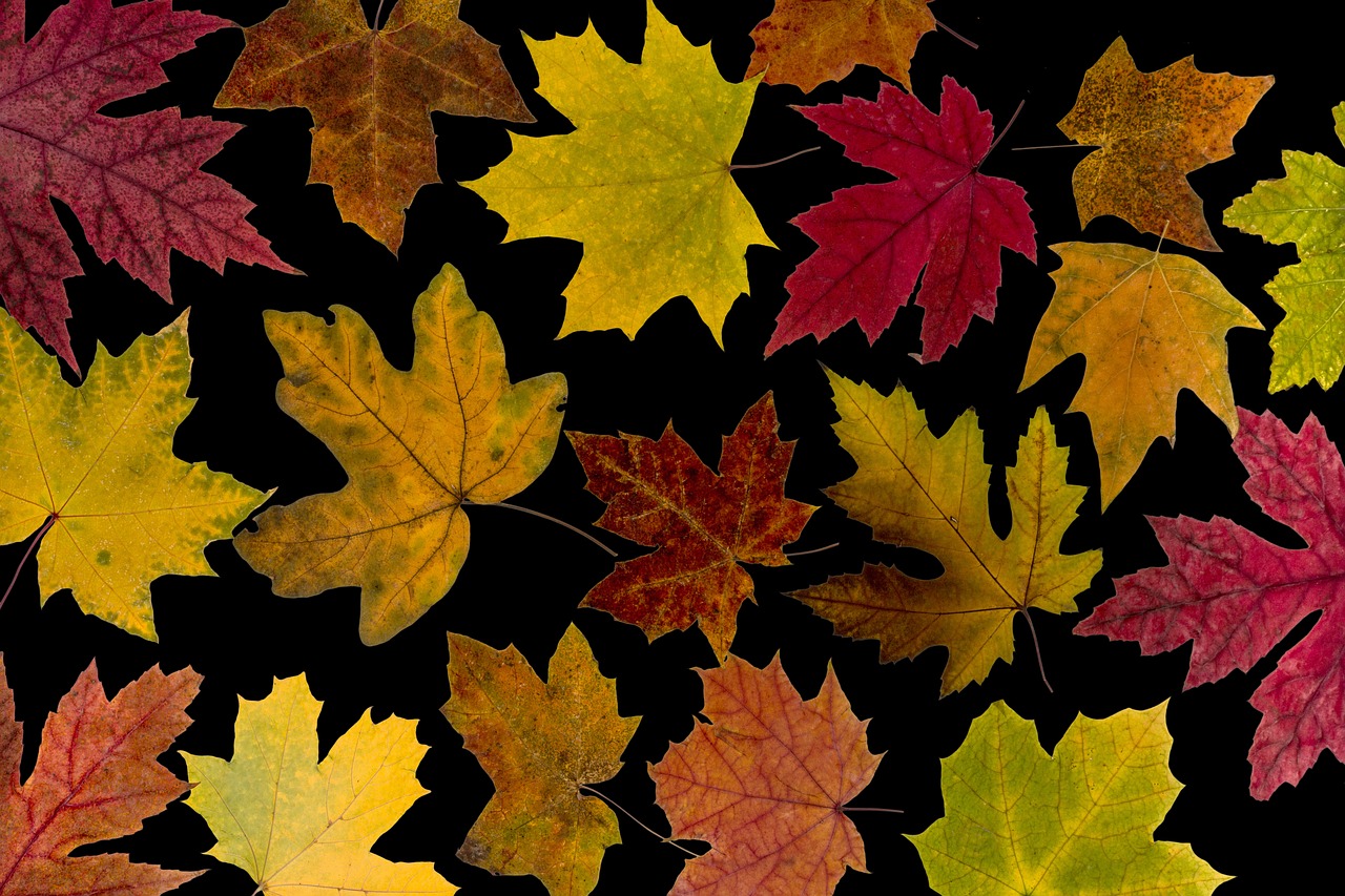 Image - leaves true leaves maple