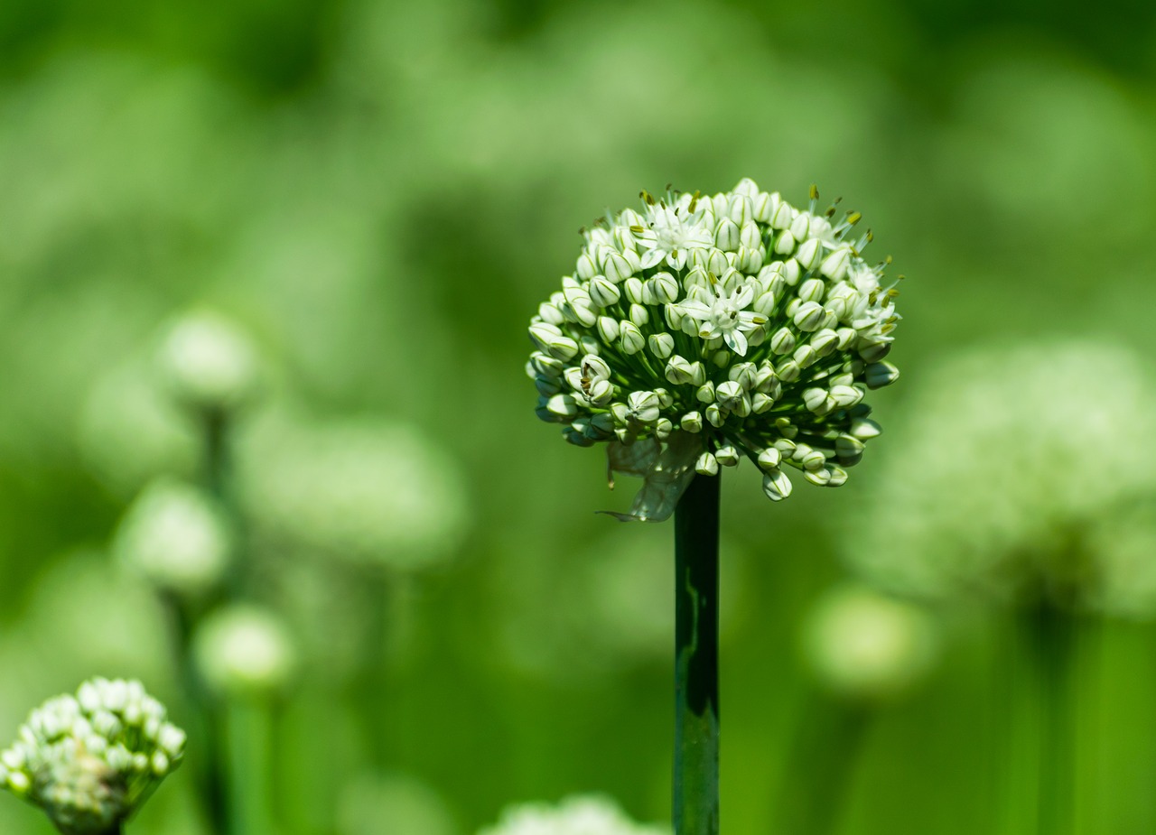 Image - green flower nature onion