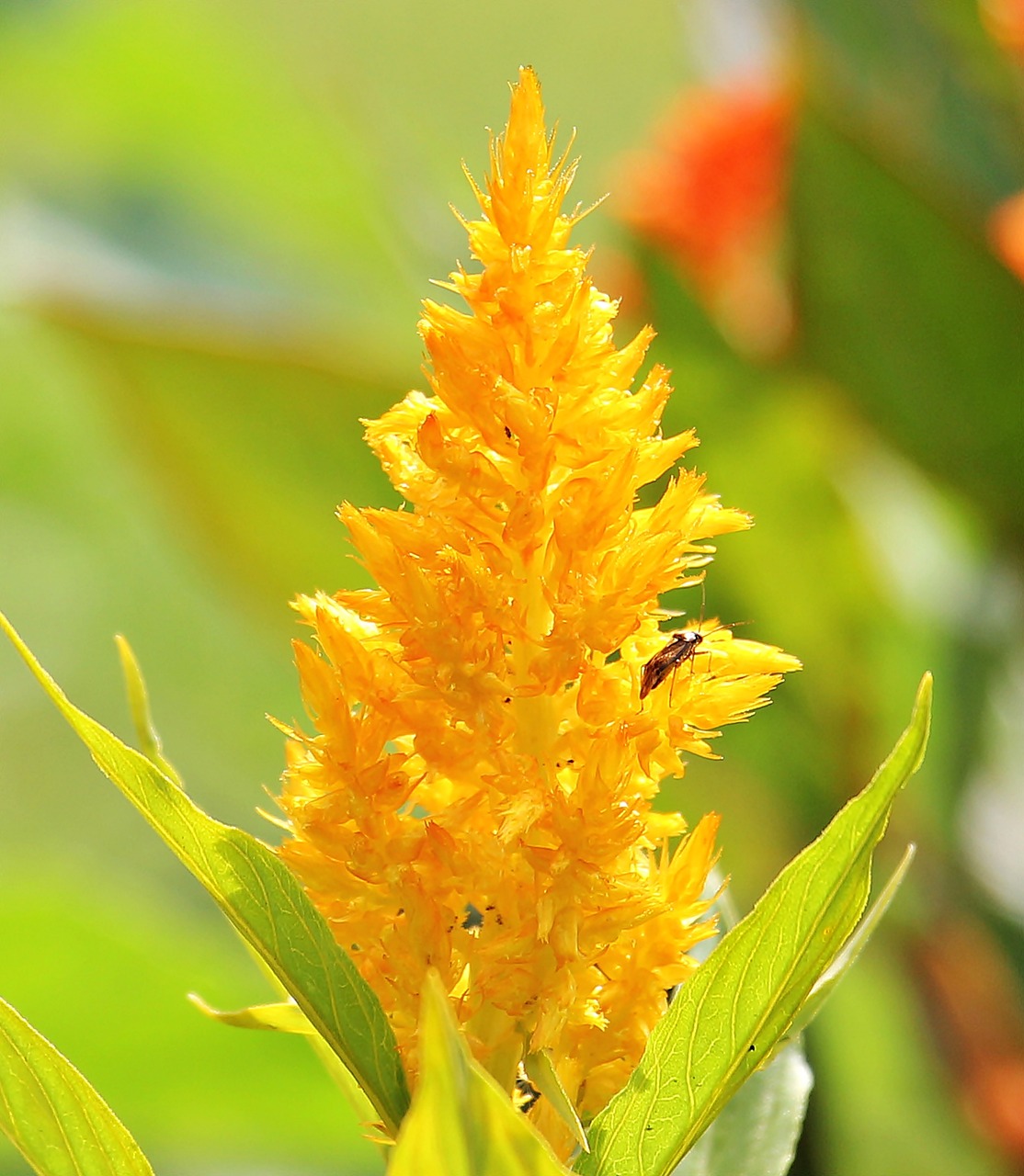 Image - celosia argentea cockscomb flower