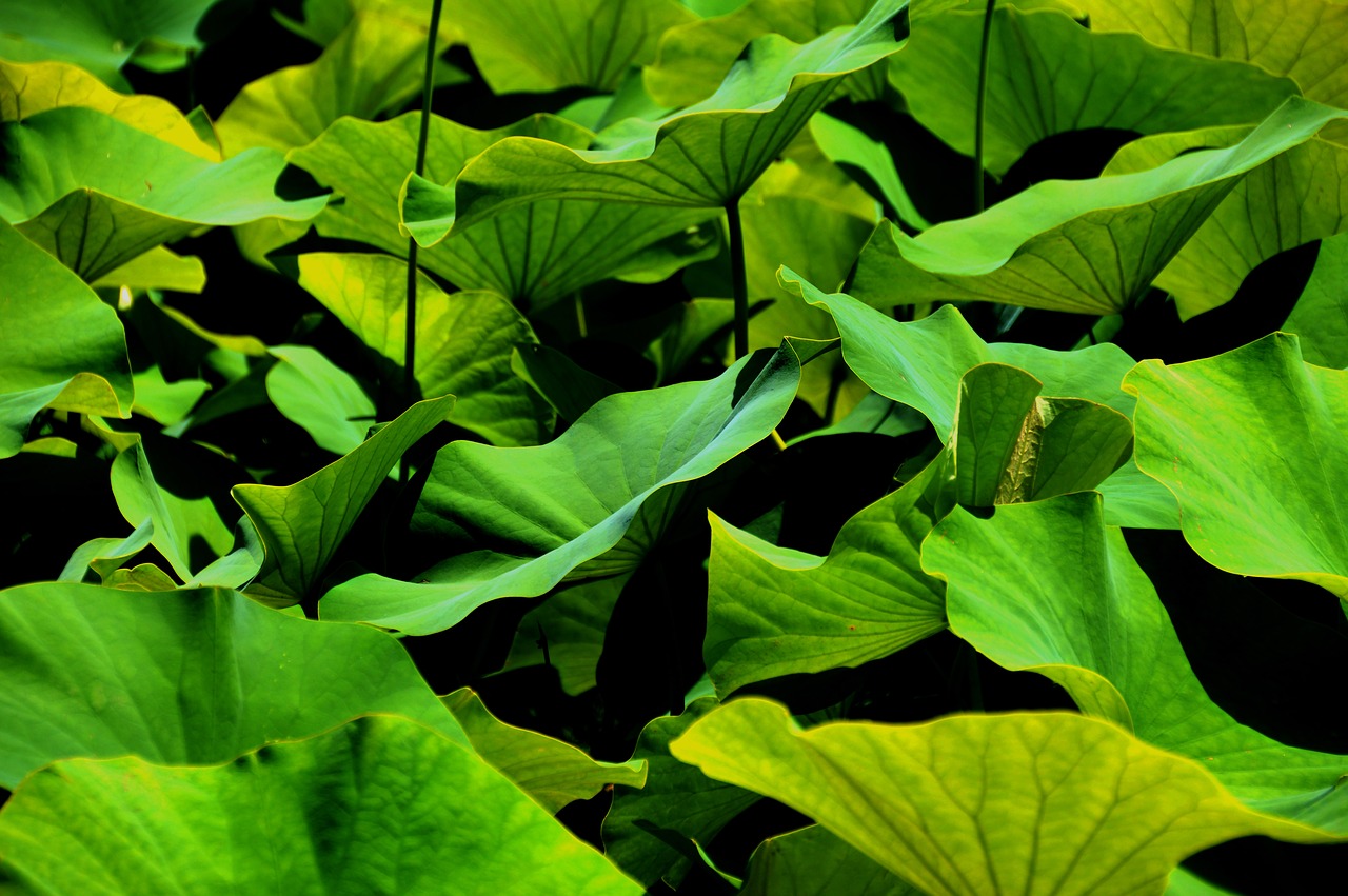 Image - leaf bio green graphic background