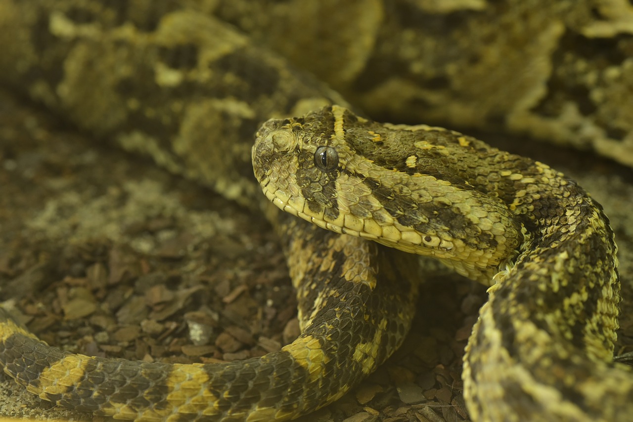 Image - puff adder bitis arietans
