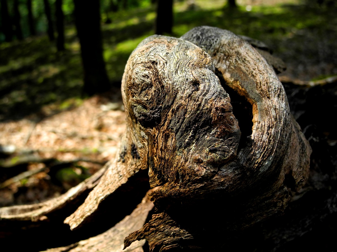 Image - maverick wood old old wood