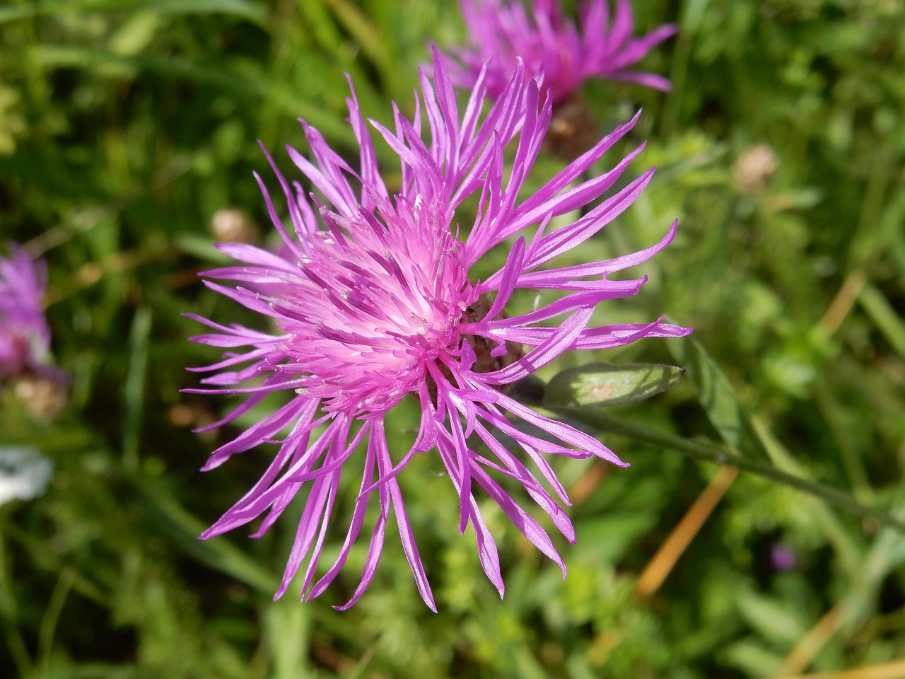 Image - knapweed purple violet flower