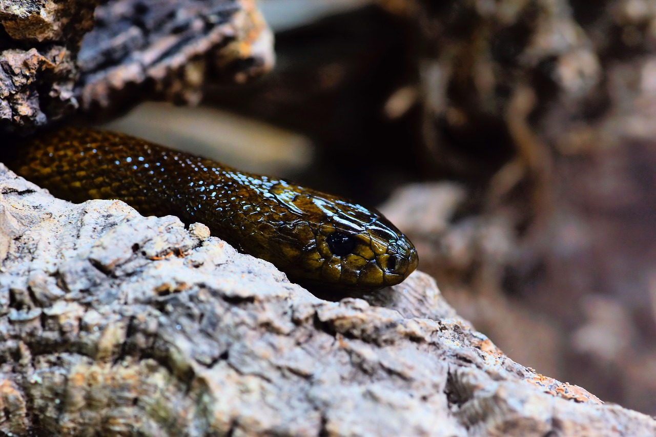 Image - snake inland taipan threatening