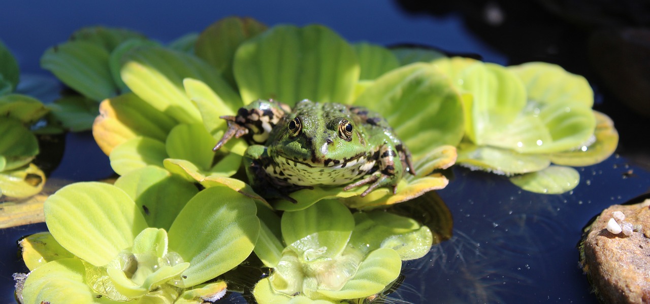 Image - frog pond garden pond water