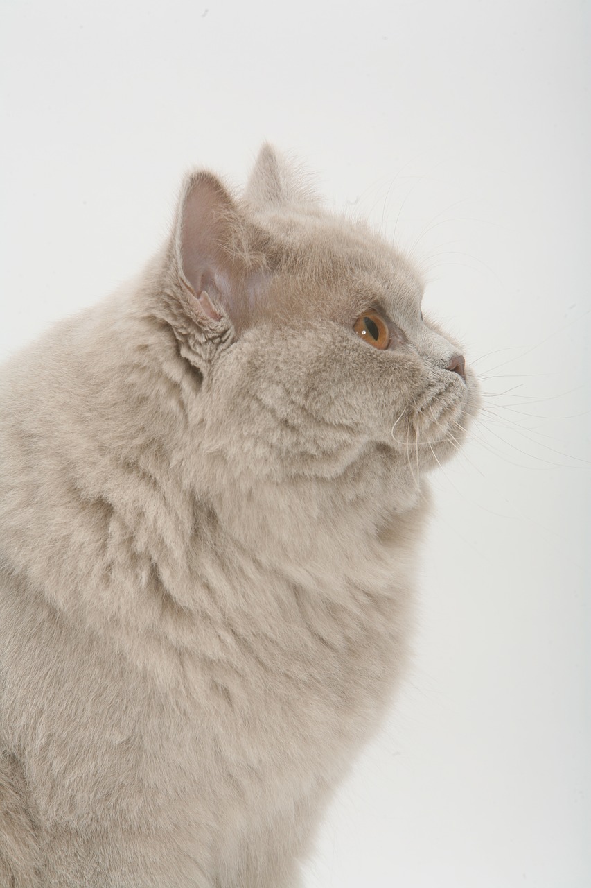 Image - united kingdom shorthair upper body
