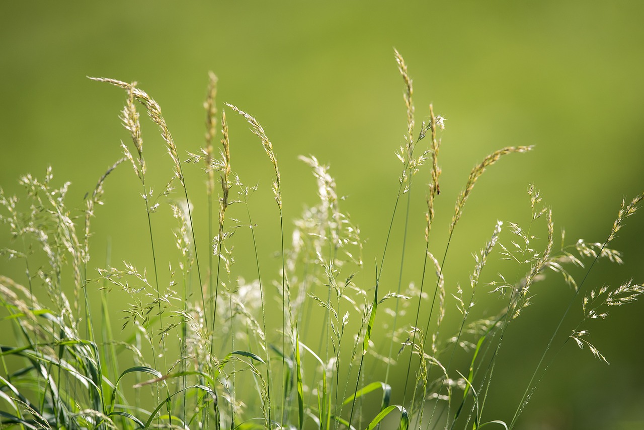 Image - meadow grasses green nature seeds