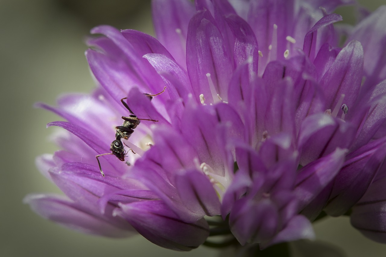 Image - ant insect nature flower