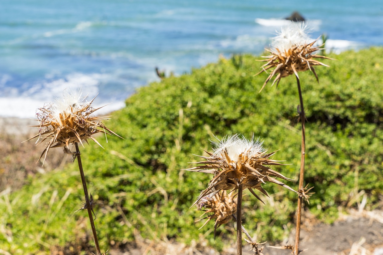 Image - california dry pacifica flower