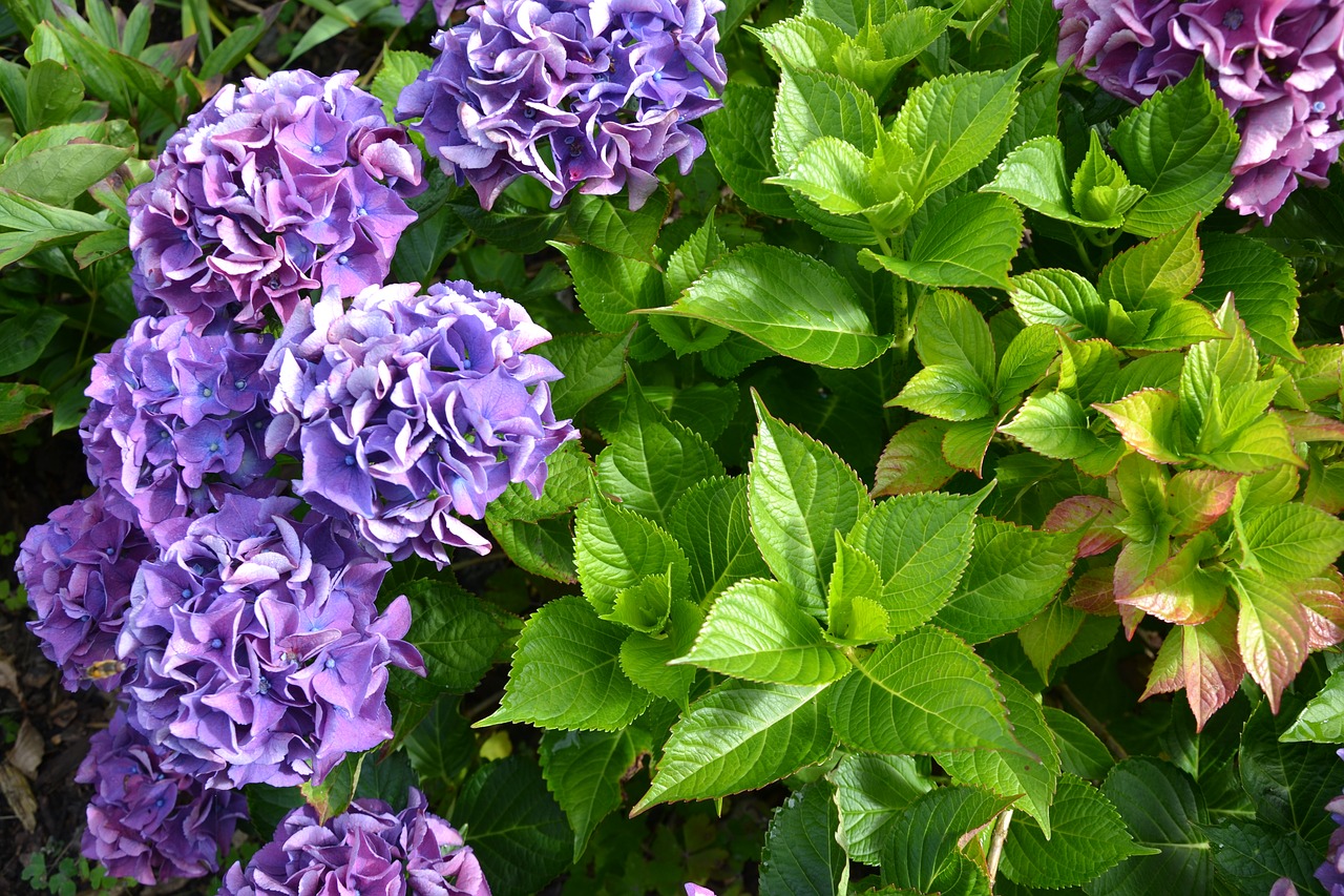 Image - hydrangea purple green autumn