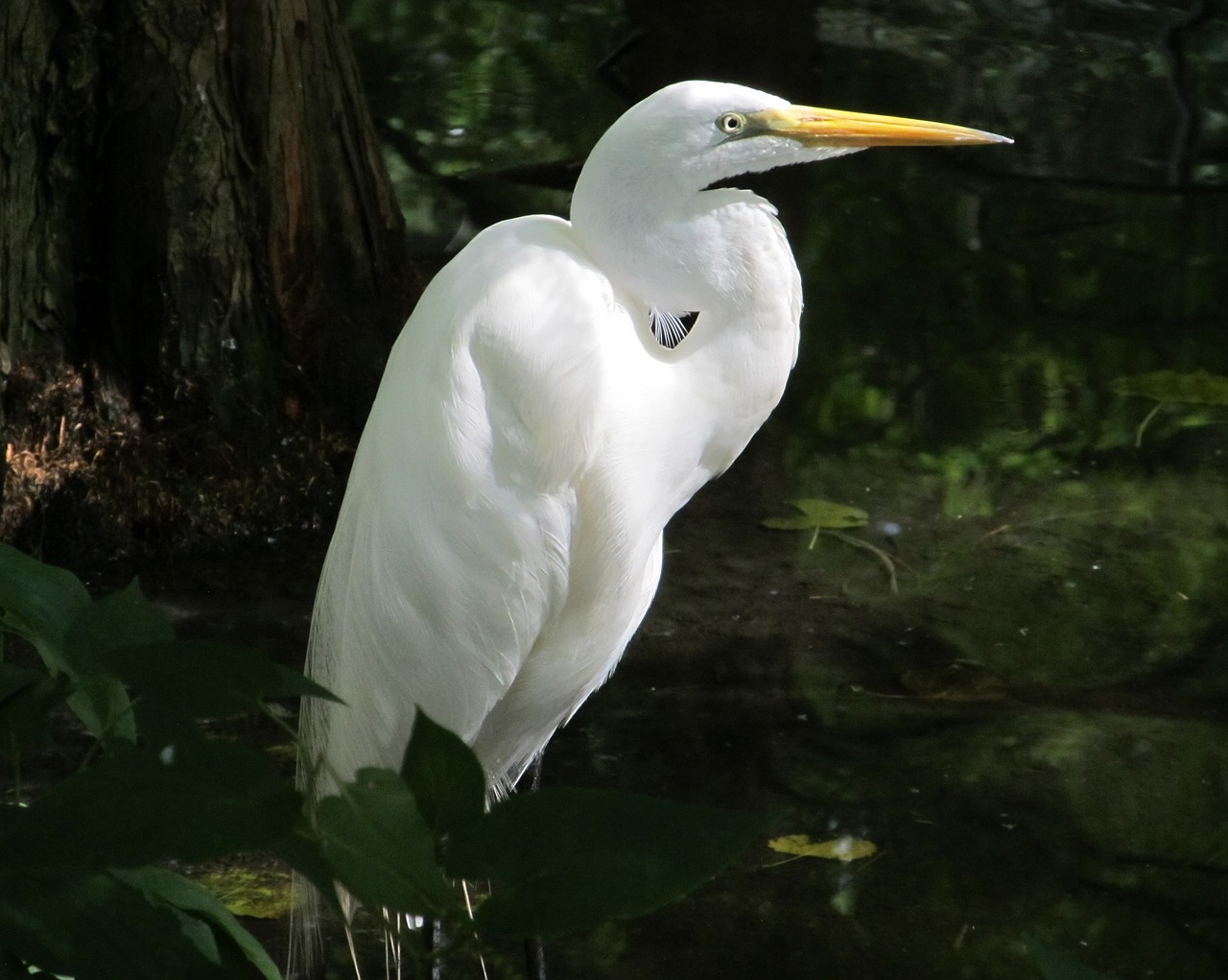 Image - great egret waterfowl bird large