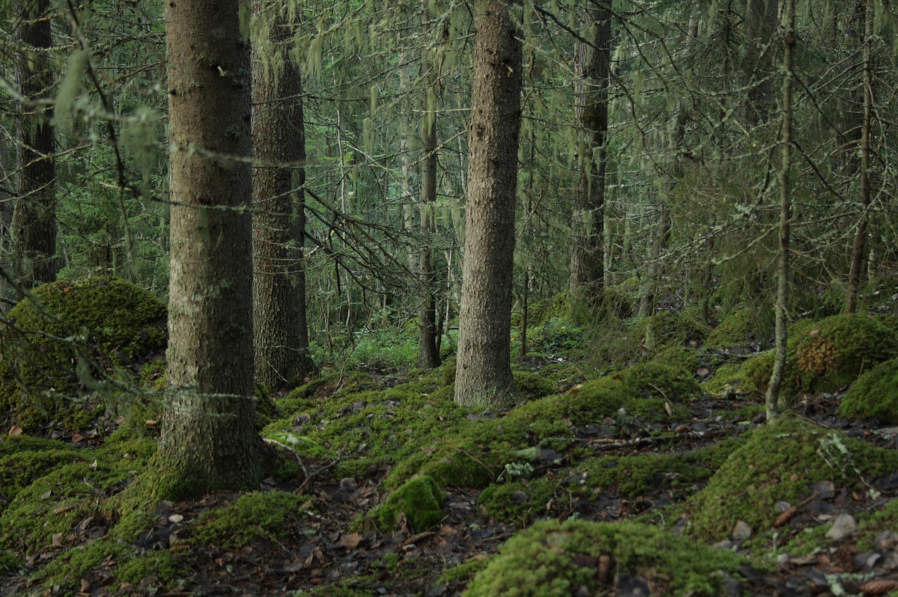 Image - forest tree trunks timber lumber
