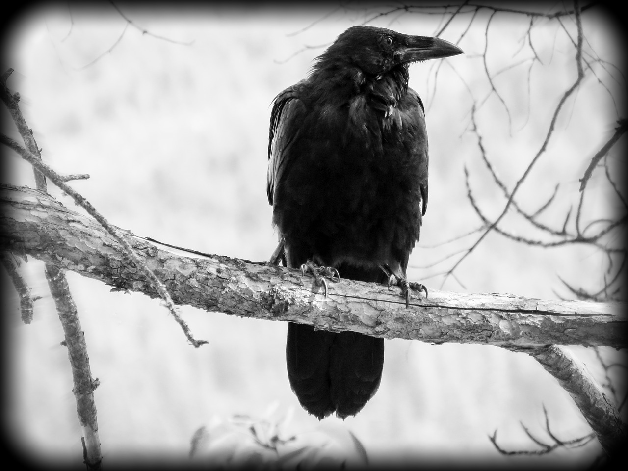 Image - crow bird black nature animal