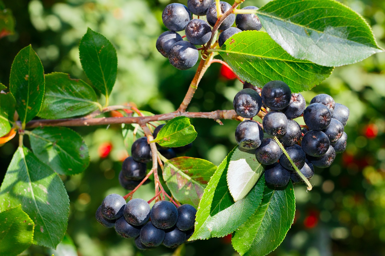 Image - black rowan rowan black berry