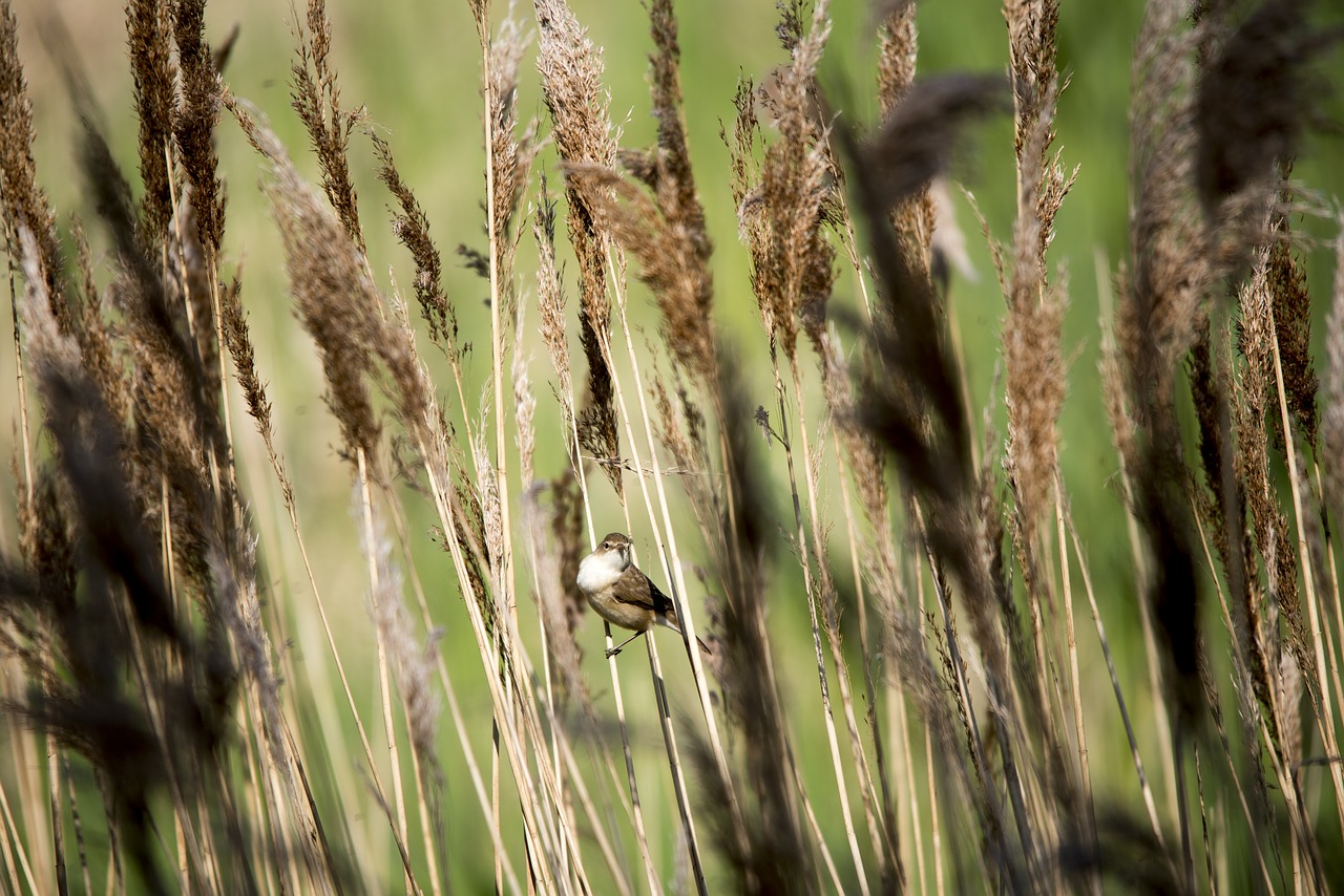 Image - bird reeds wildlife nature