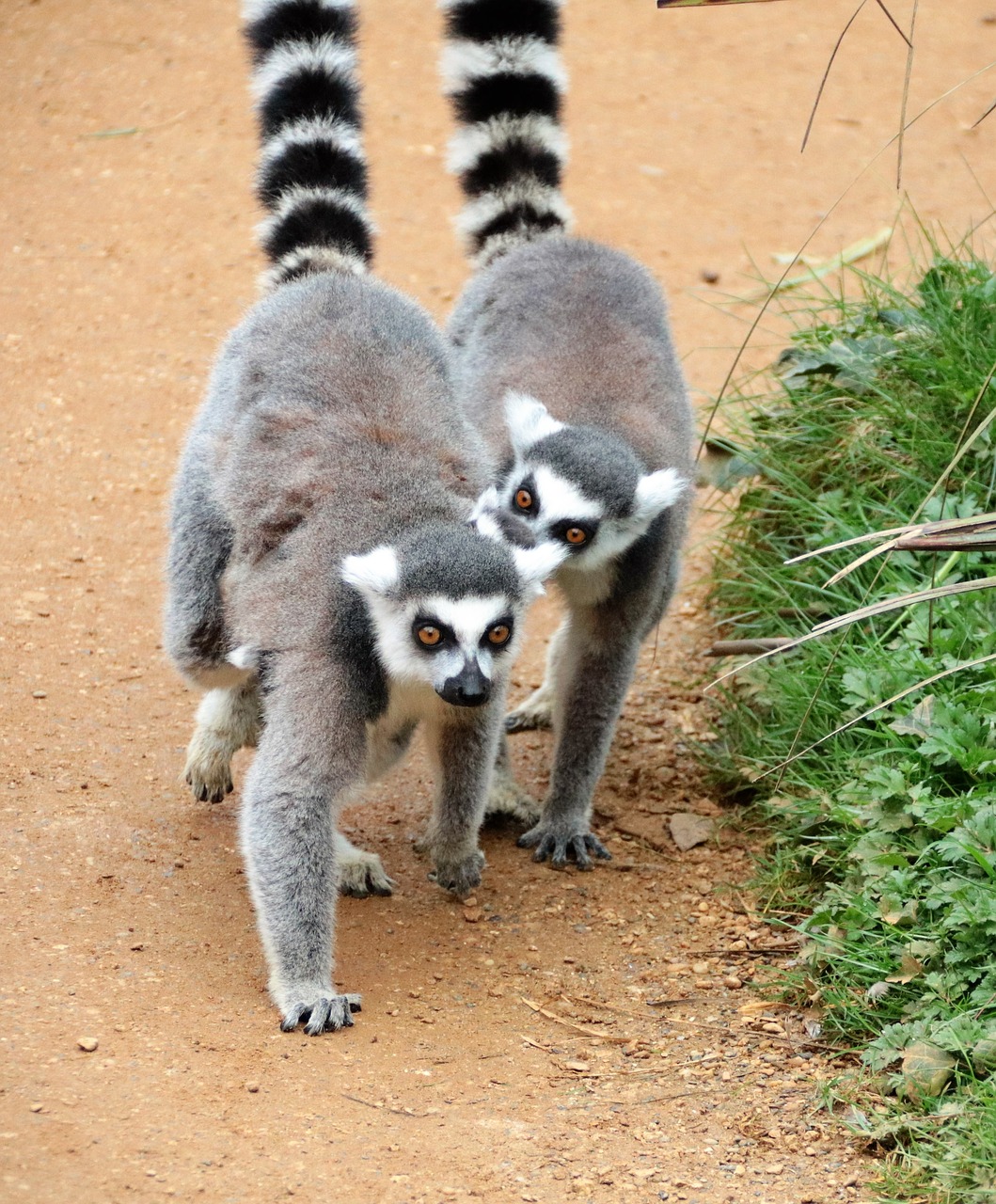 Image - lemur pair of ring tails africa