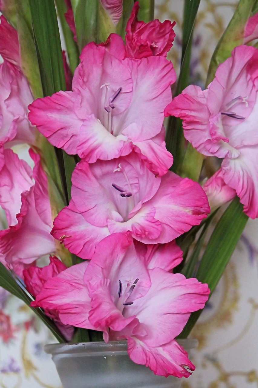 Image - gladiolus gladiolenblüten red white