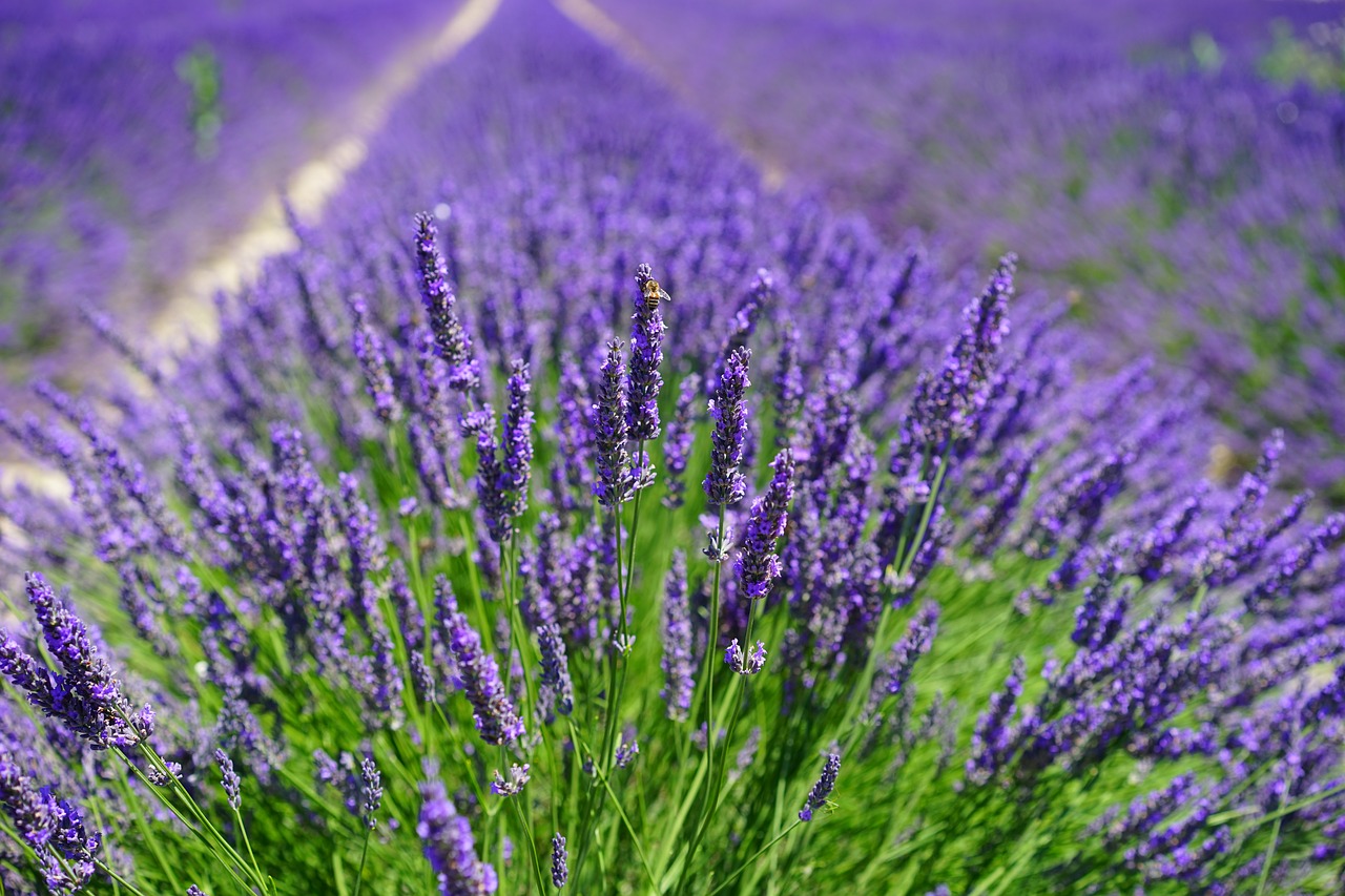 Image - lavender field flowers purple flora