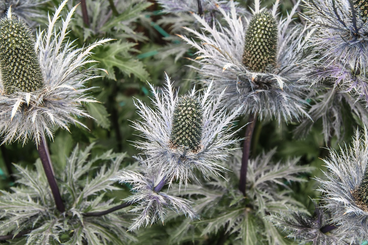 Image - ivory thistle thistle