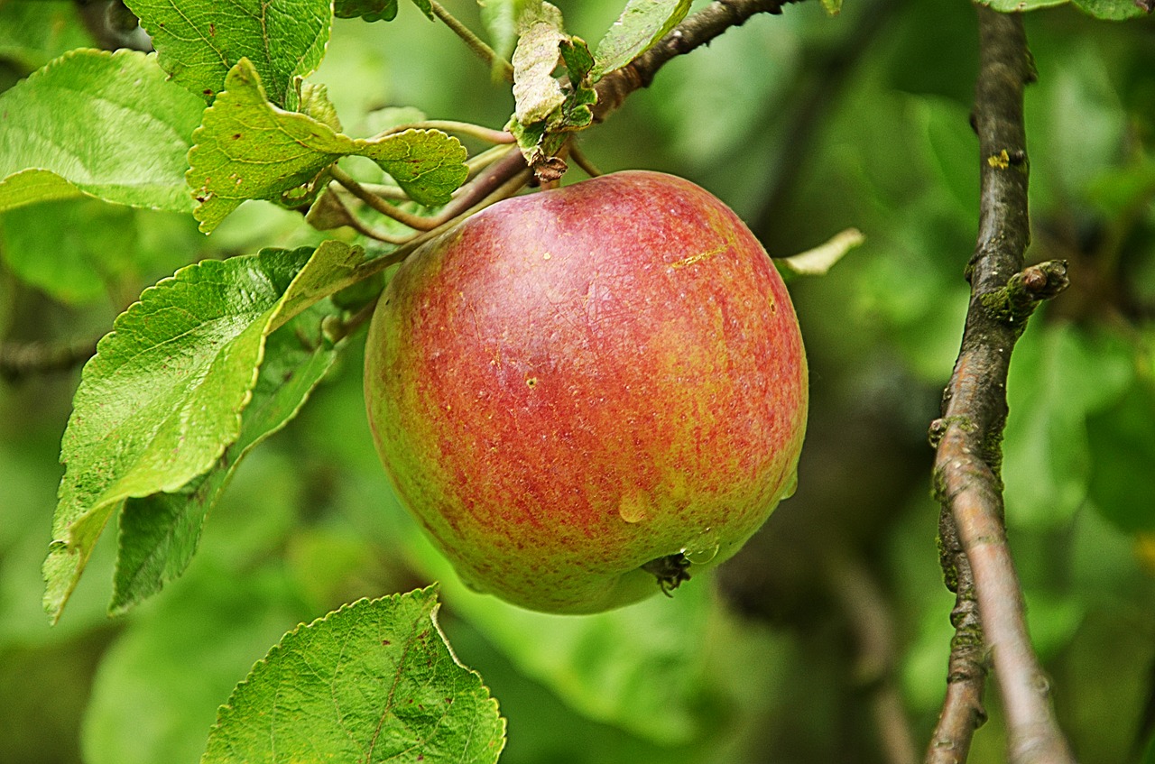Image - village sad apple