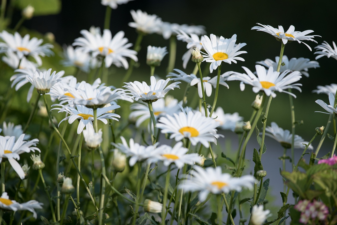 Image - marguerite meadow marguerite meadow