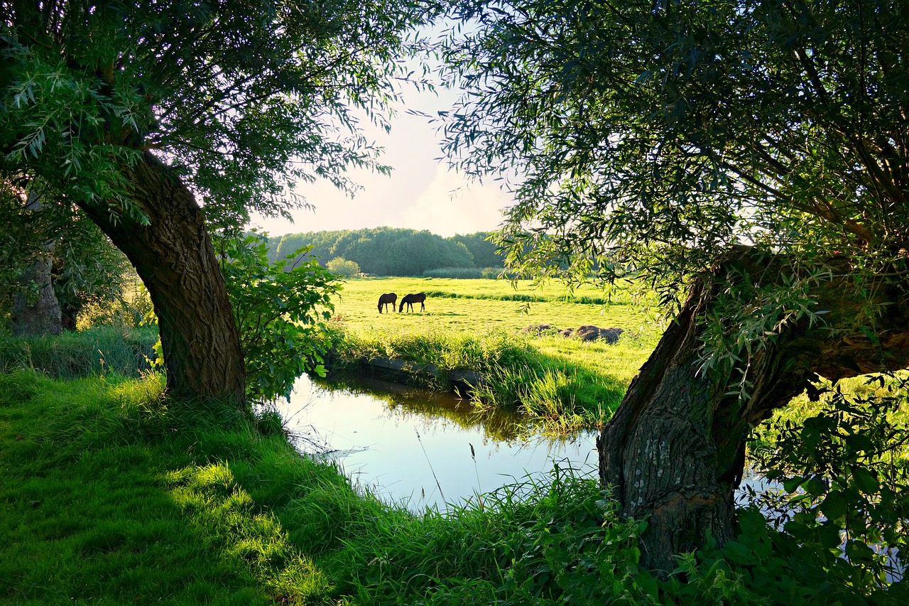 Image - holland dutch landscape landscape