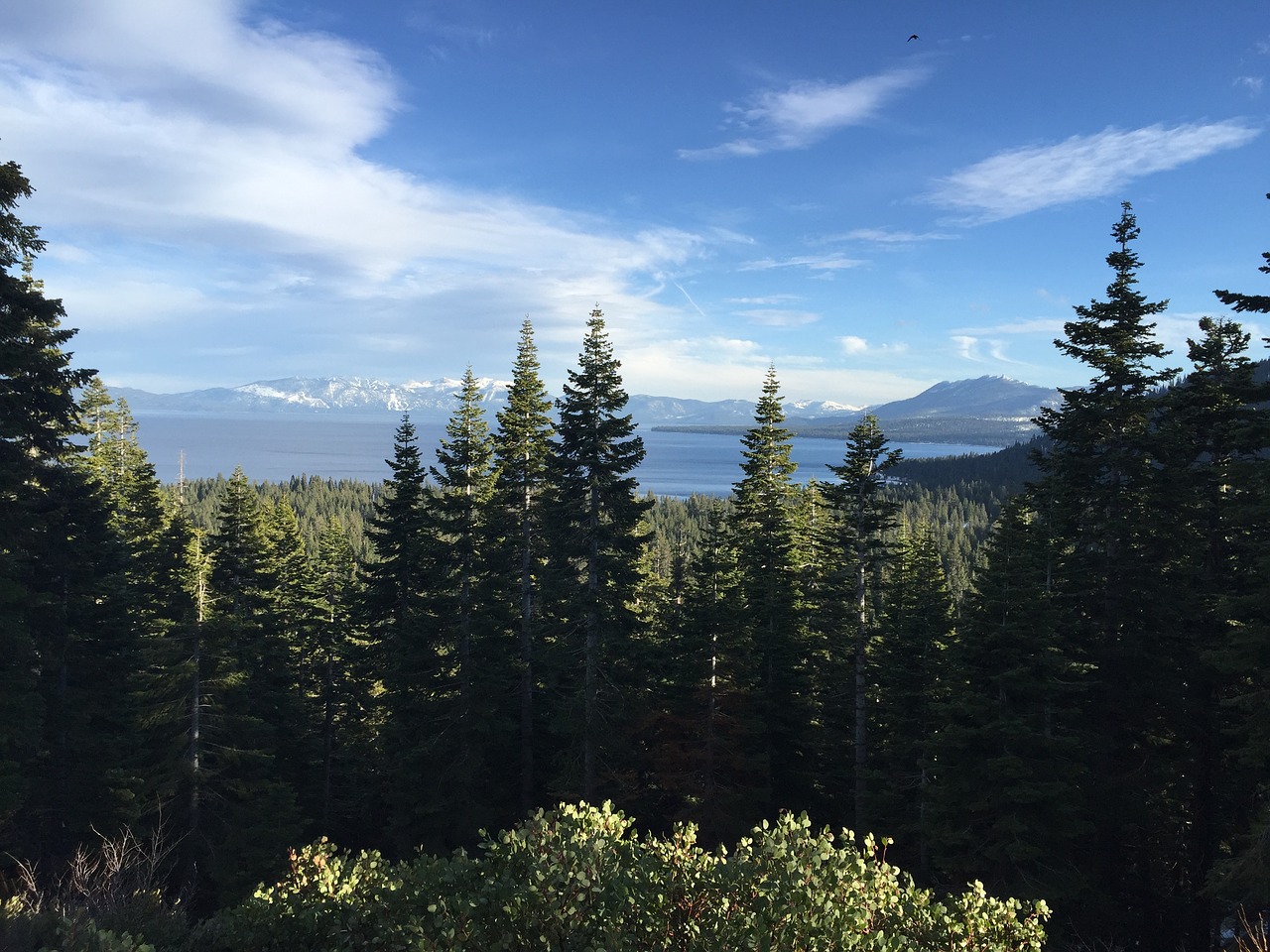 Image - lake tahoe trees mountain pine