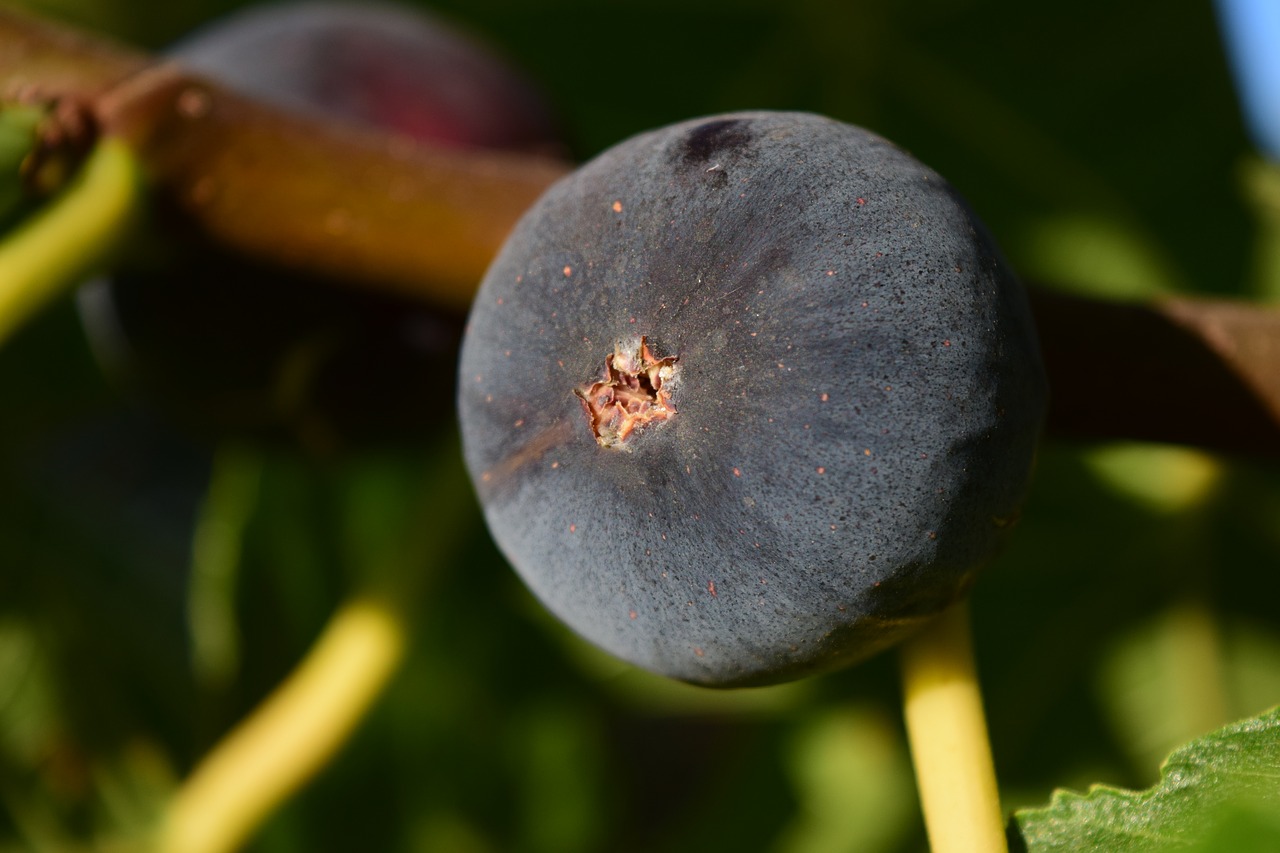 Image - fig blue close ripe fig tree