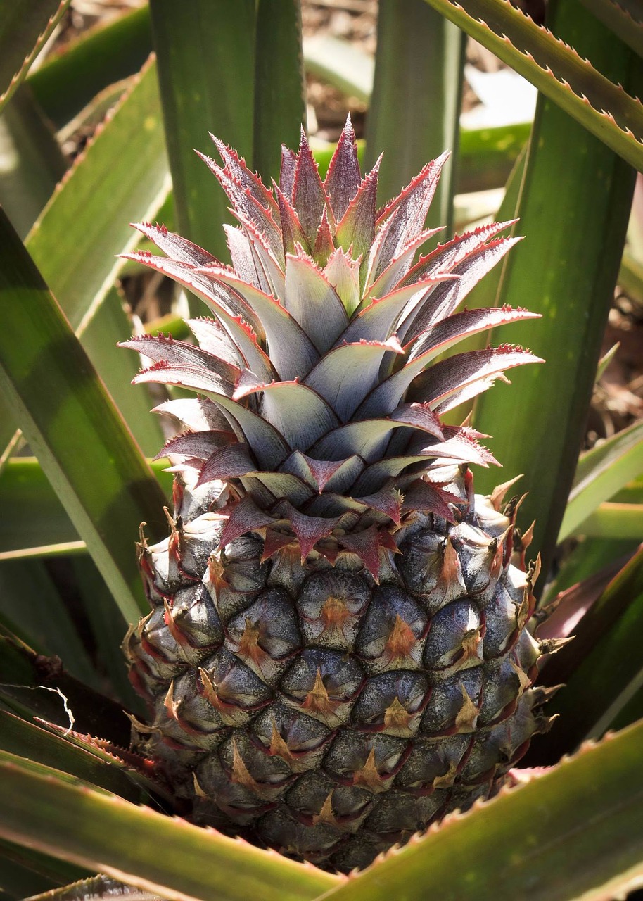Image - pineapple fruit leaves pina colada