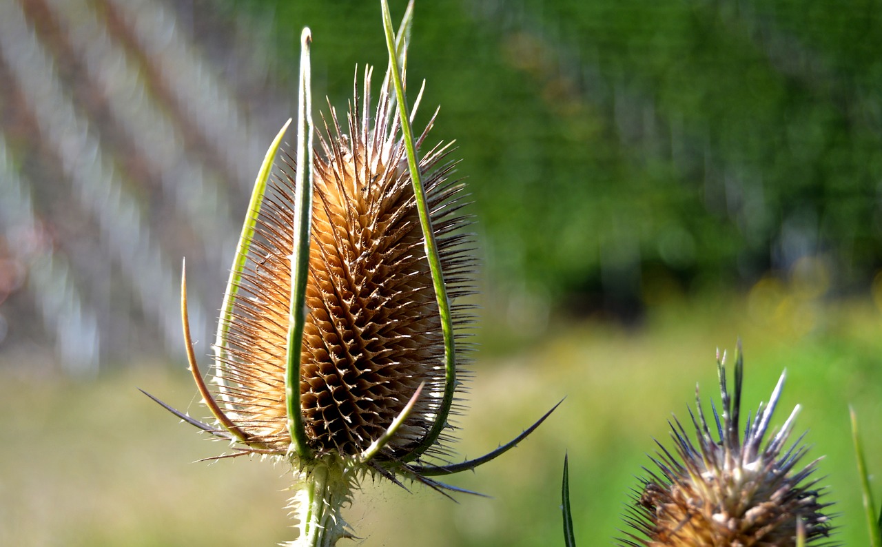 Image - thistle dry head wild thistle