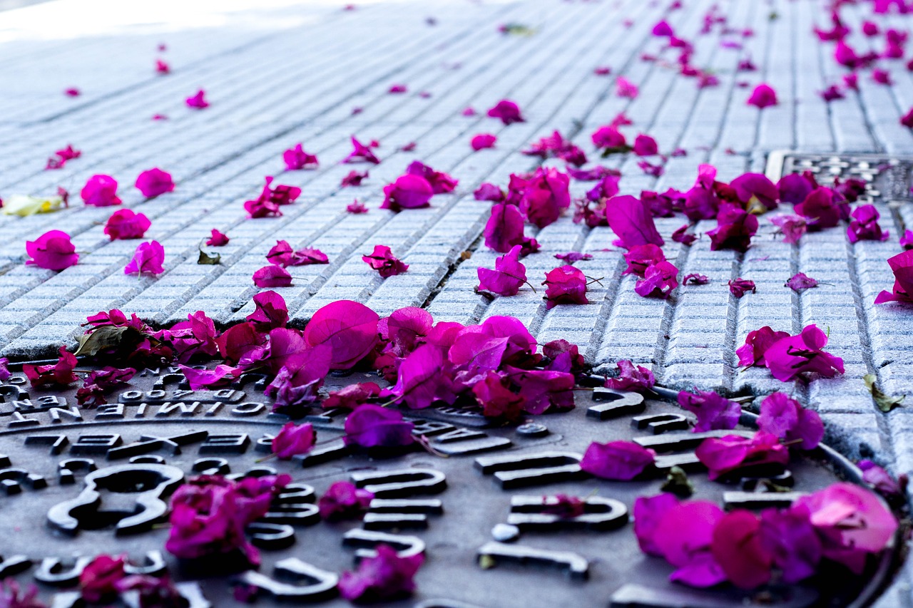 Image - petals soil sewer iron flower