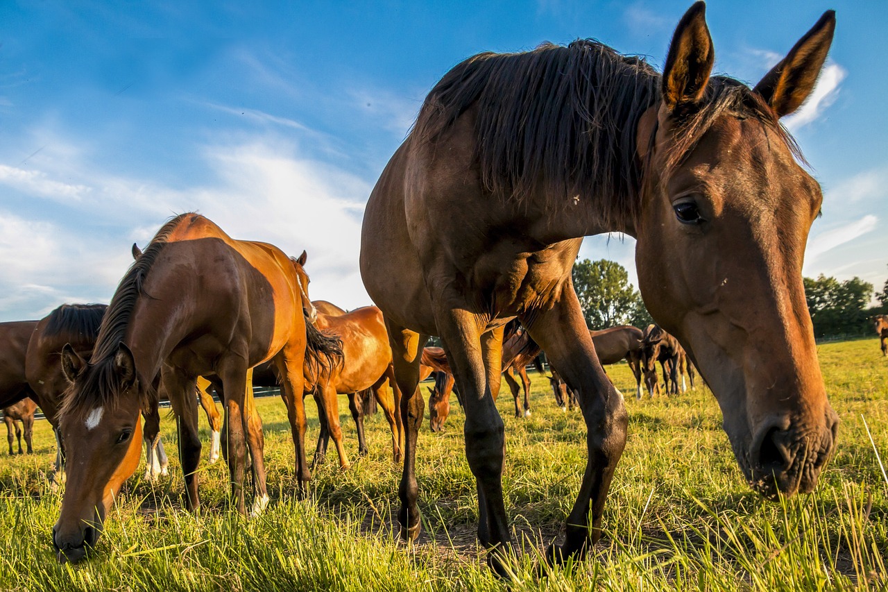 Image - horses meadow animal nature