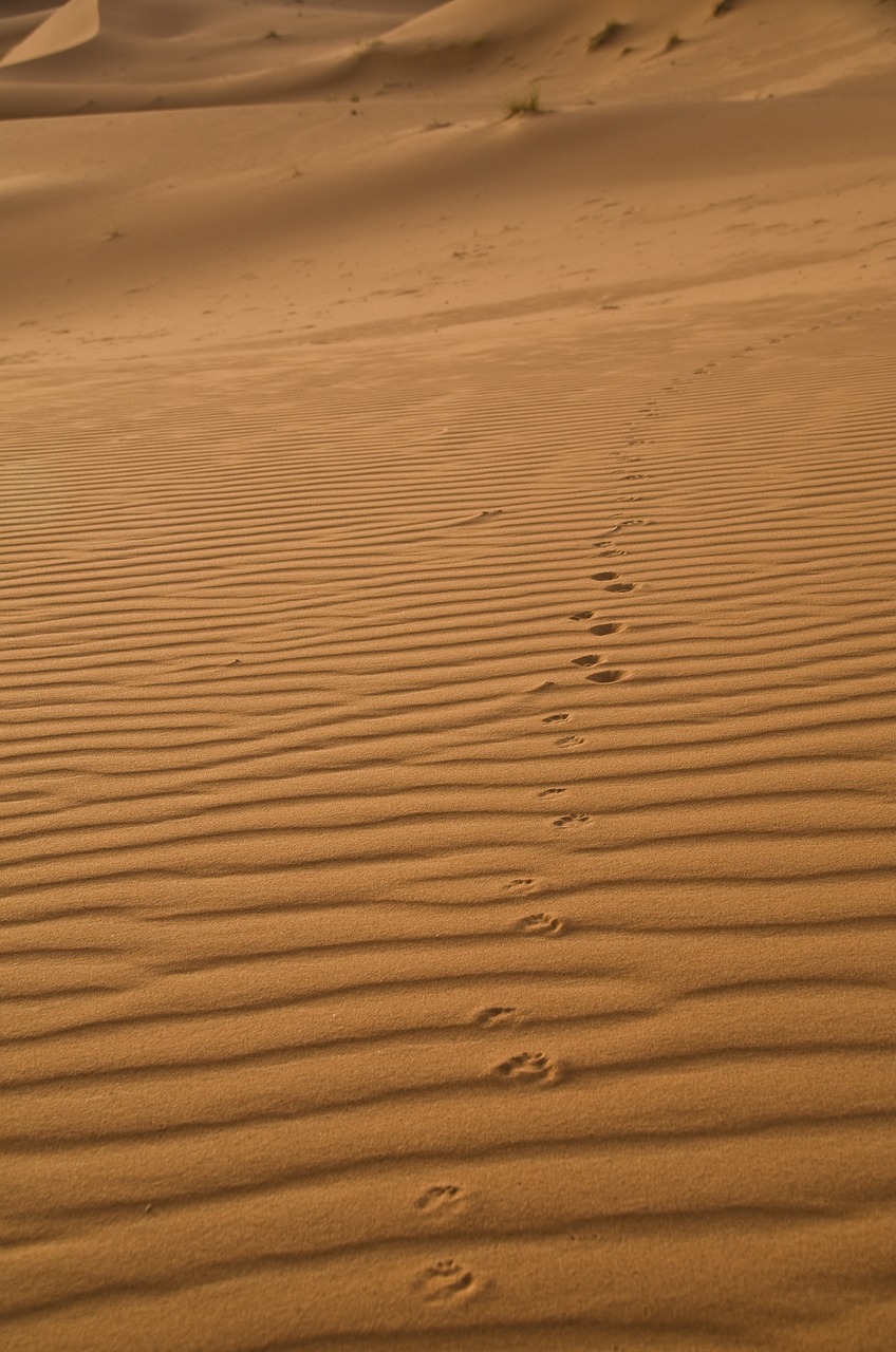Image - sand sahara traces desert fox